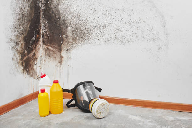 Best Home Mold Removal  in Orient, NY