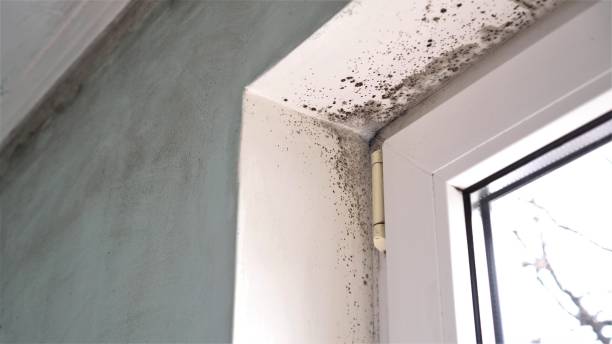 Best Mold Testing  in Orient, NY