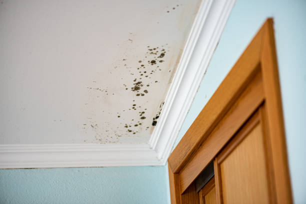 Best Mold Remediation Services  in Orient, NY