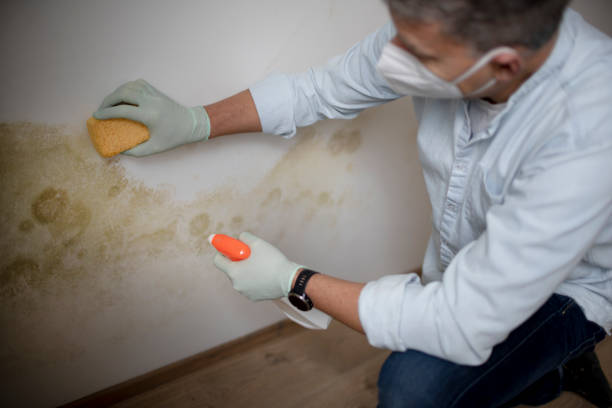 Best Attic Mold Removal  in Orient, NY