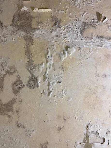 Best Mold Remediation  in Orient, NY