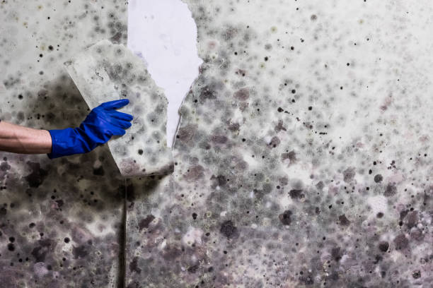 Best Certified Mold Removal  in Orient, NY